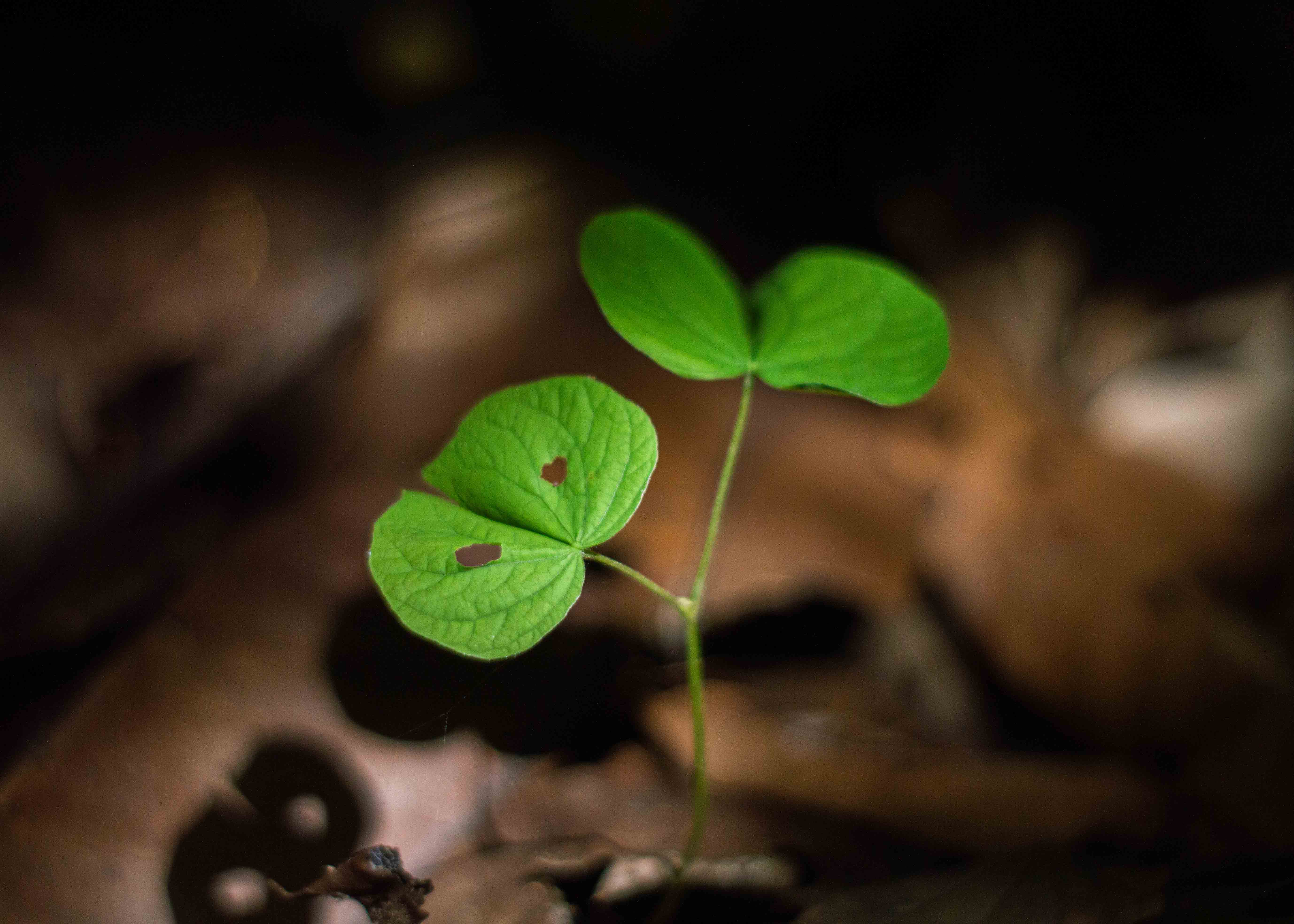 Little plant under light, Thailand